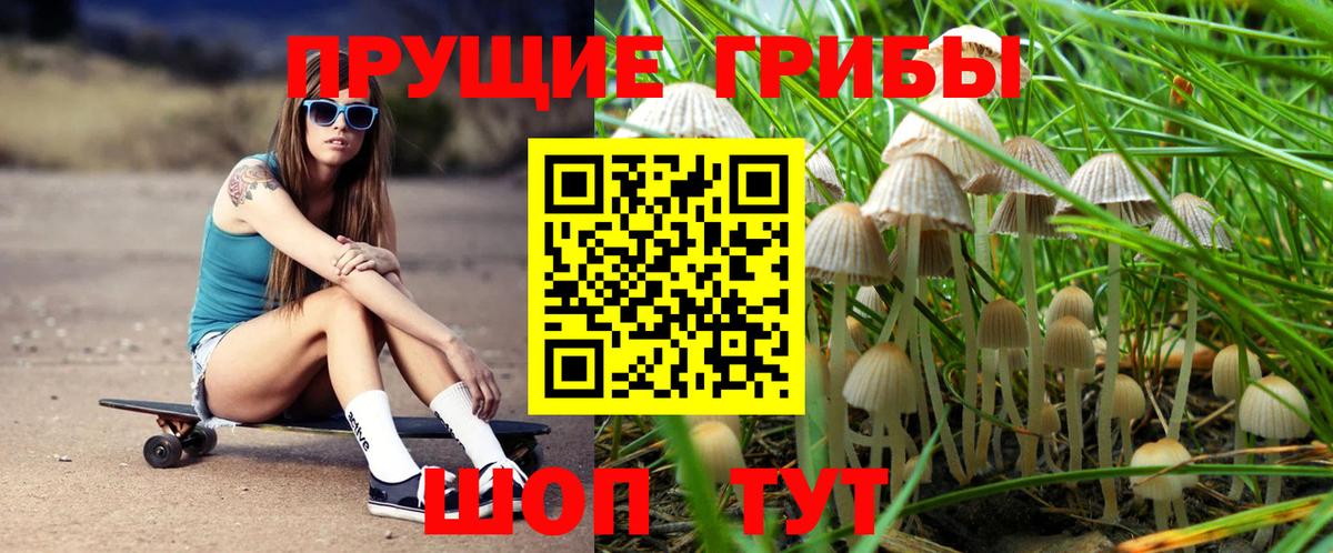Псилоцибиновые грибы мицелий Москва